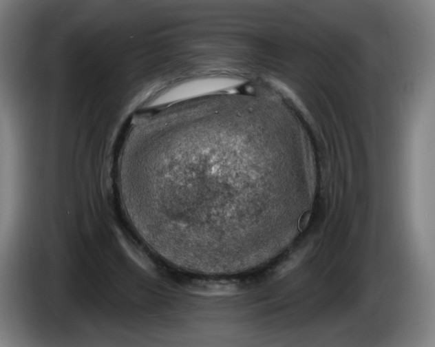 X0000085240443200703301751