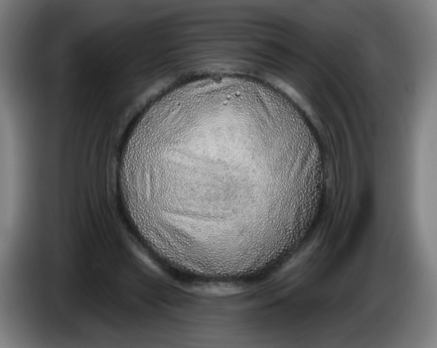 X0000085240445200703301751