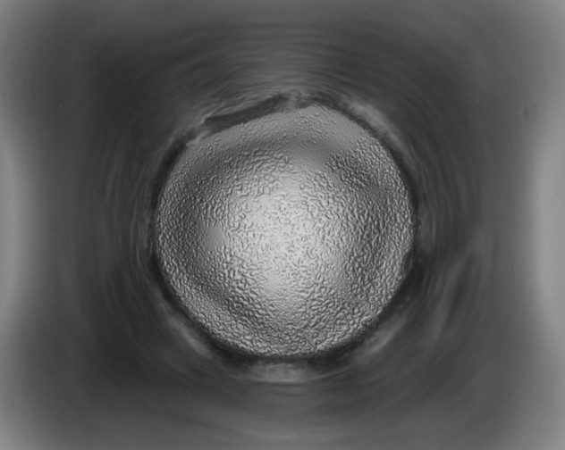 X0000085240449200703301751