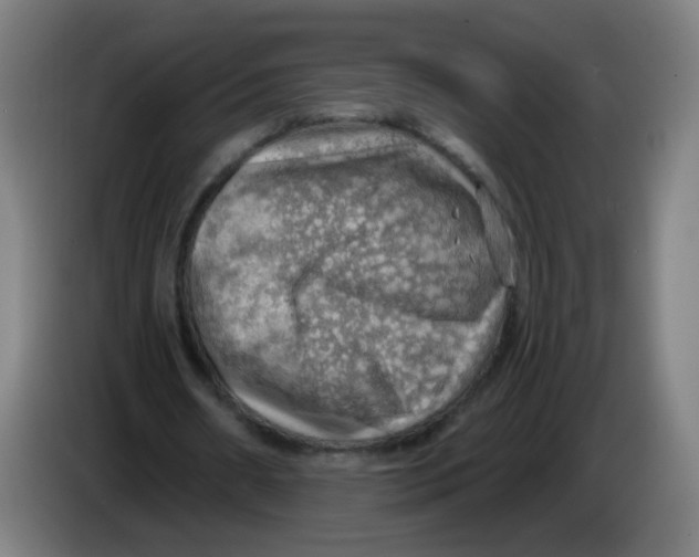 X0000085240482200703301751