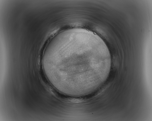 X0000085240494200703301751