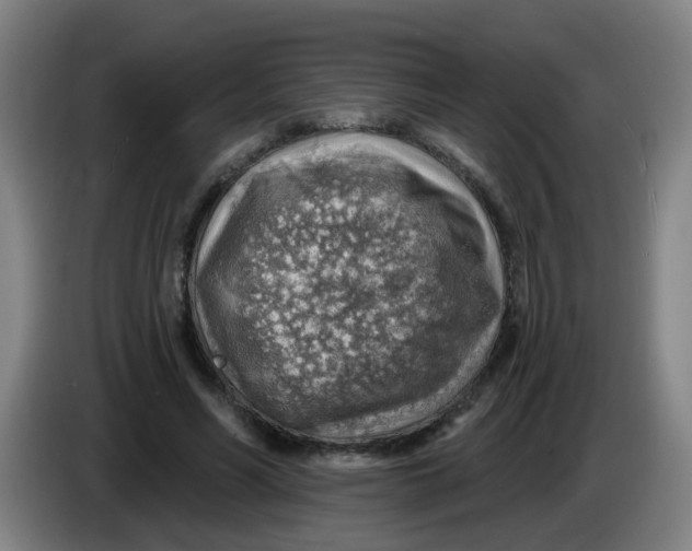 X0000085240590200703301749