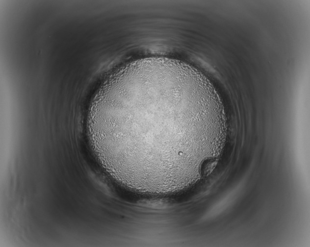 X0000085240639200703301748