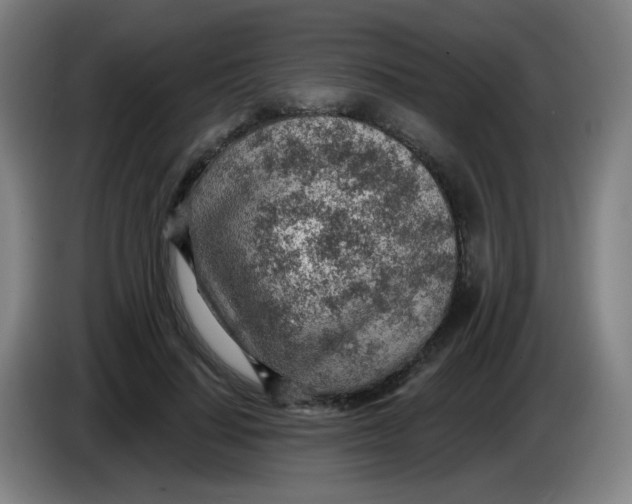 X0000085240644200703301748