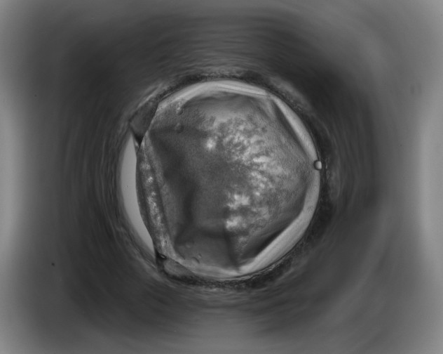 X0000085240729200703301747