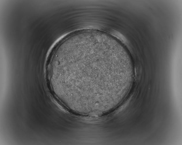X0000085240780200703301747