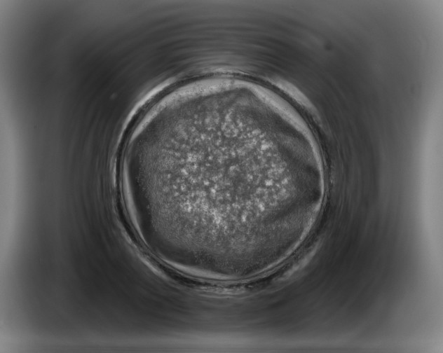 X0000085240790200703301746