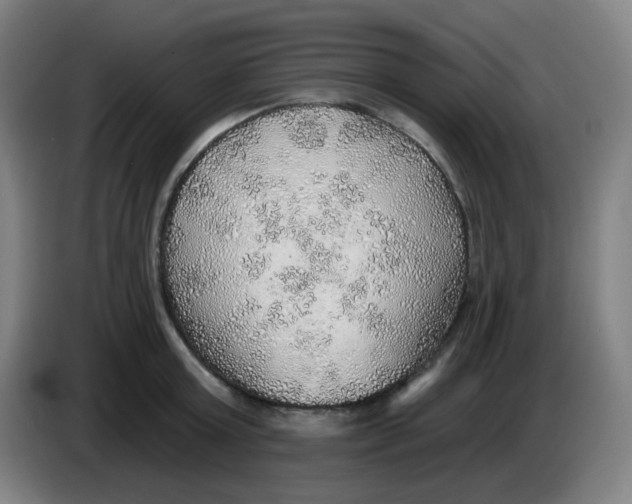 X0000085240803200703301746