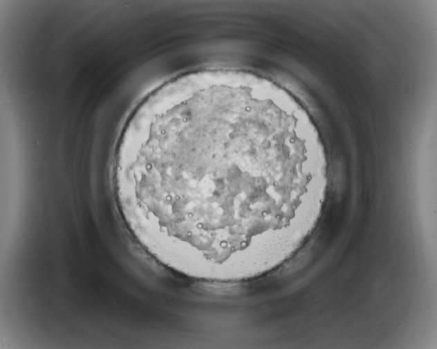X0000085240856200703301746