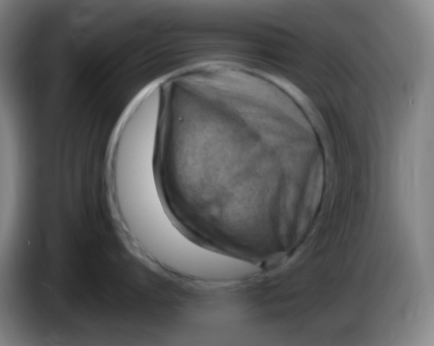X0000085240864200703301746