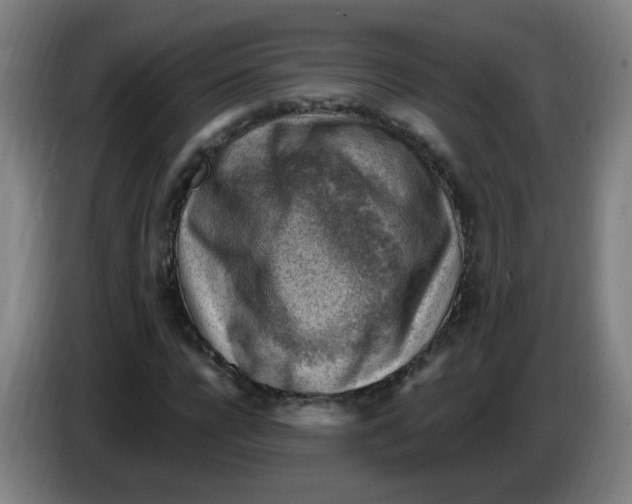 X0000085240920200703301744