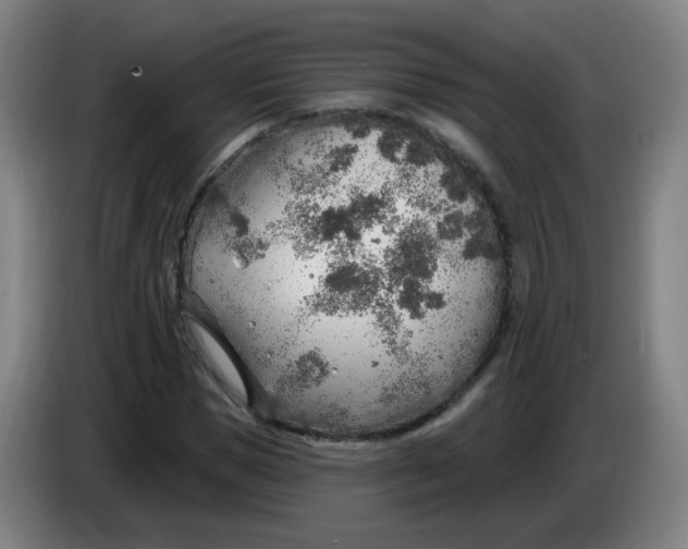 X0000085240921200703301744