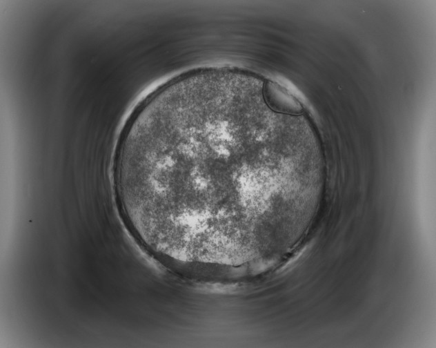 X0000085240943200703301744