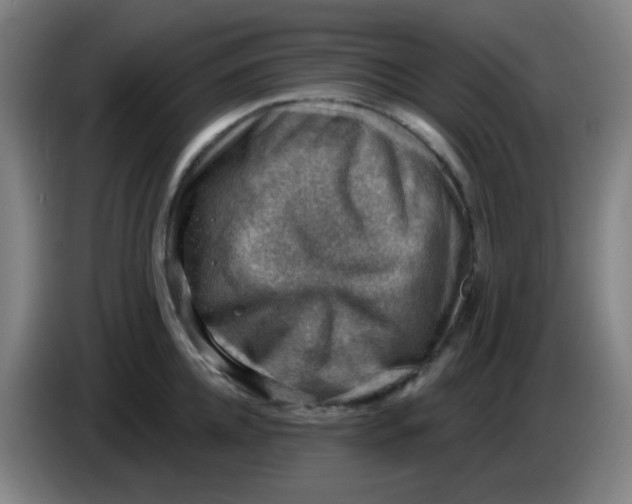 X0000085240952200703301745