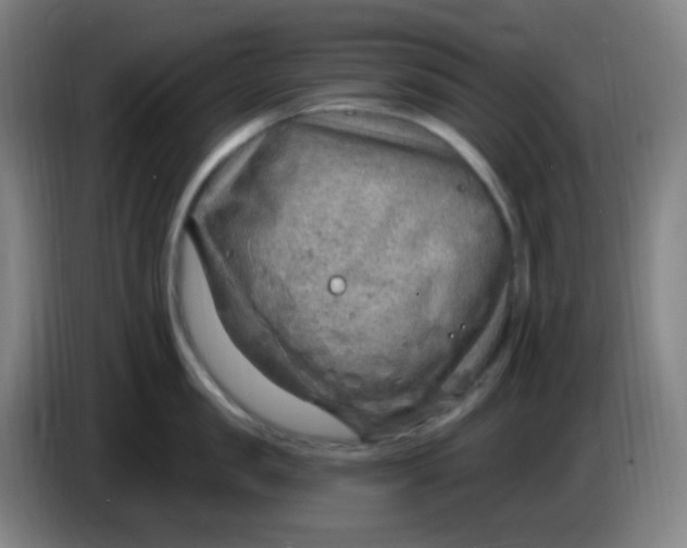 X0000085240957200703301745