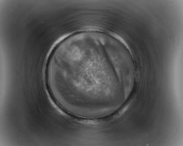 X0000085240995200703301744