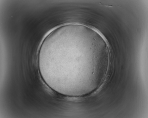 X0000085241004200703301743