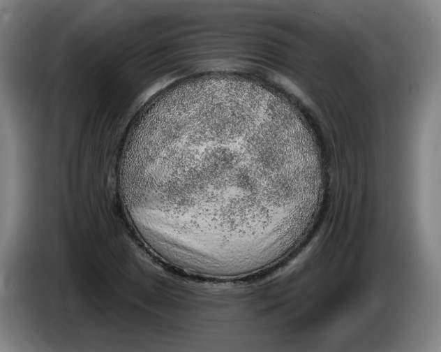 X0000085241025200703301743