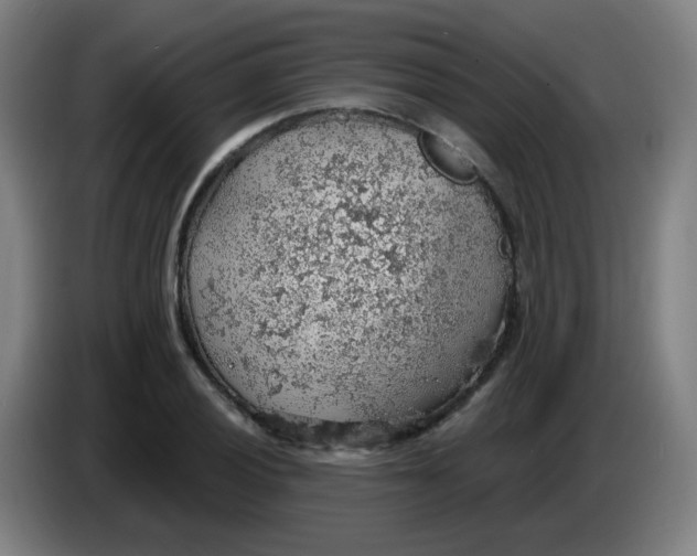 X0000085241028200703301743
