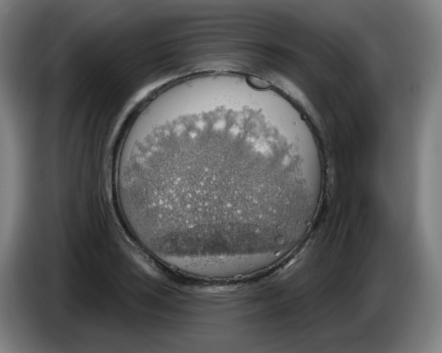 X0000085241035200703301743