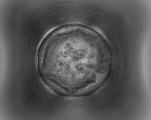 X0000085241076200703301742