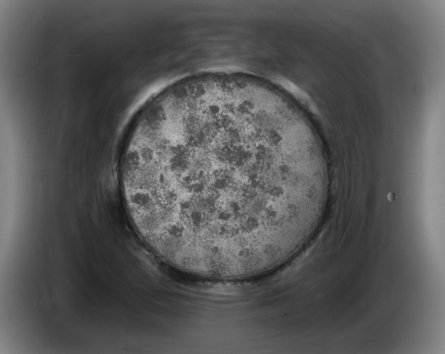 X0000085241167200703301741