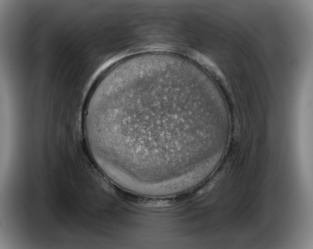 X0000085241174200703301741
