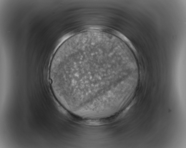 X0000085241194200703301741