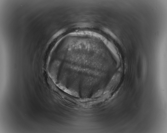 X0000085241213200703301740