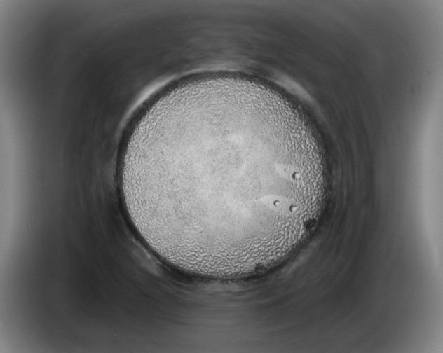 X0000085241216200703301740