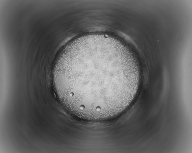 X0000085241217200703301740