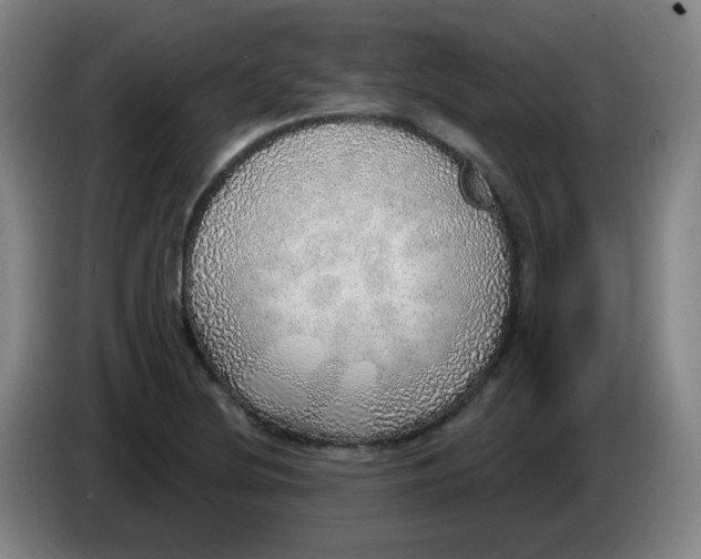 X0000085241220200703301740