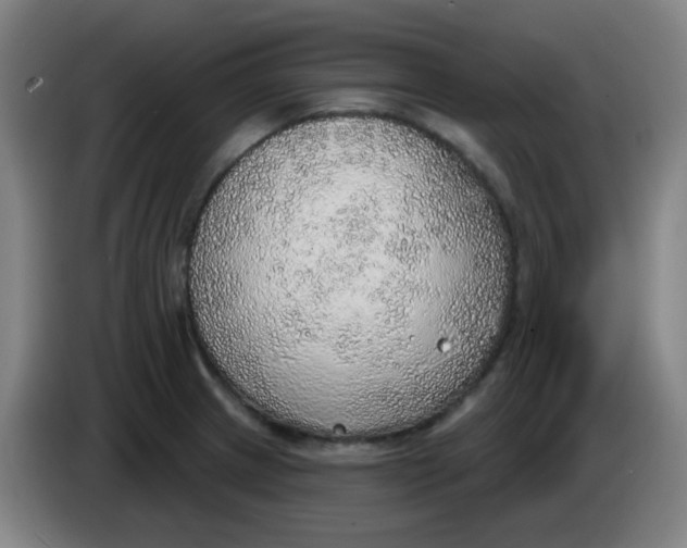 X0000085241233200703301740