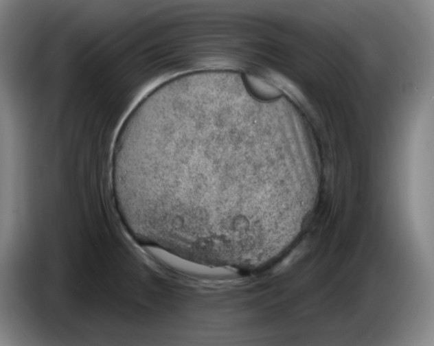 X0000085241236200703301740