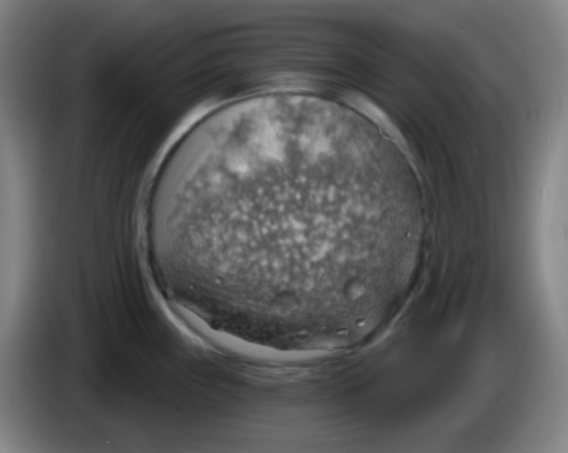 X0000085241243200703301741