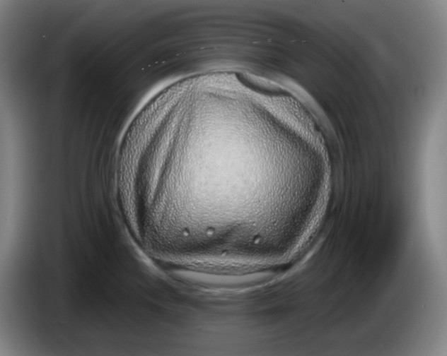 X0000085241244200703301741