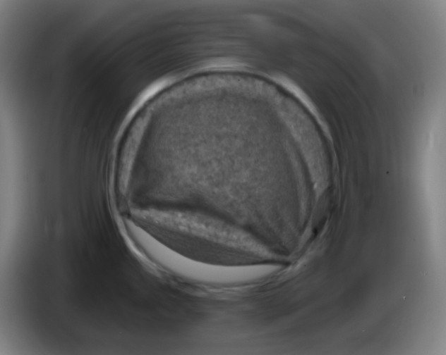 X0000085241245200703301741