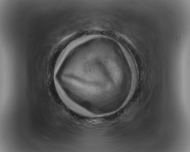 X0000085241303200703301739