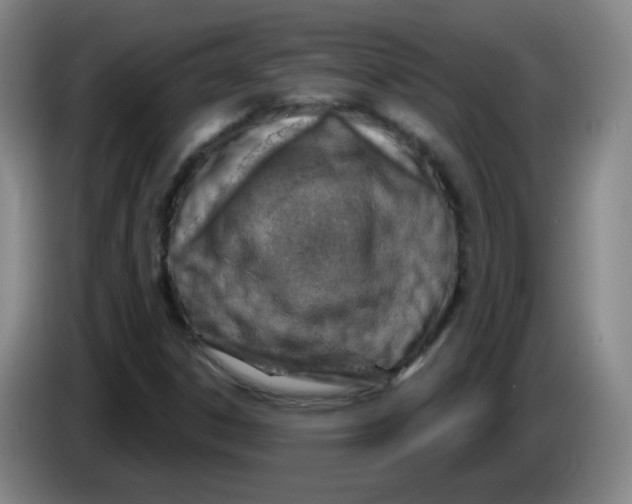 X0000085241306200703301739