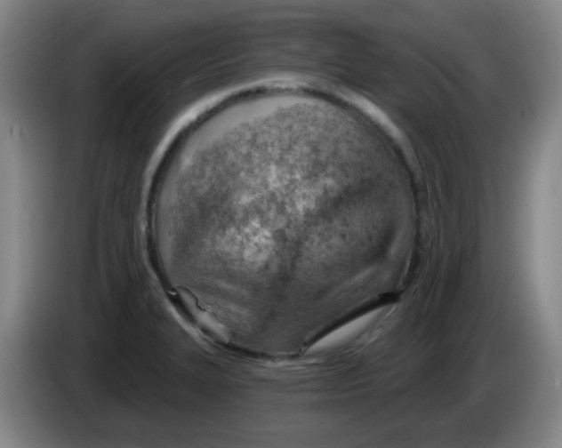 X0000085241327200703301739