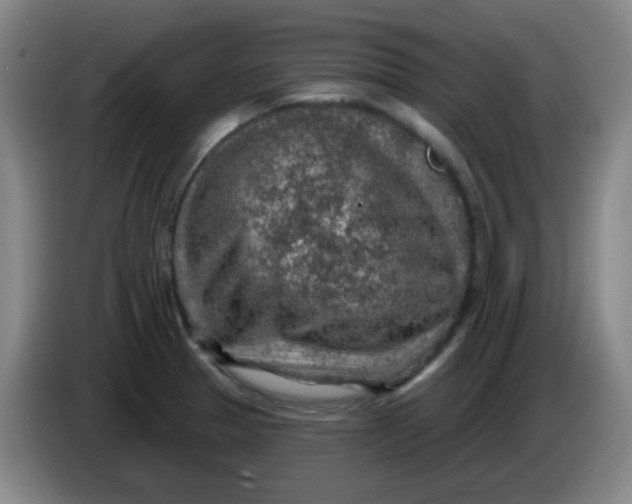 X0000085241329200703301739