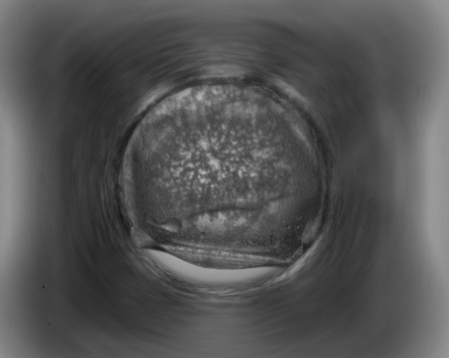 X0000085241401200703301737