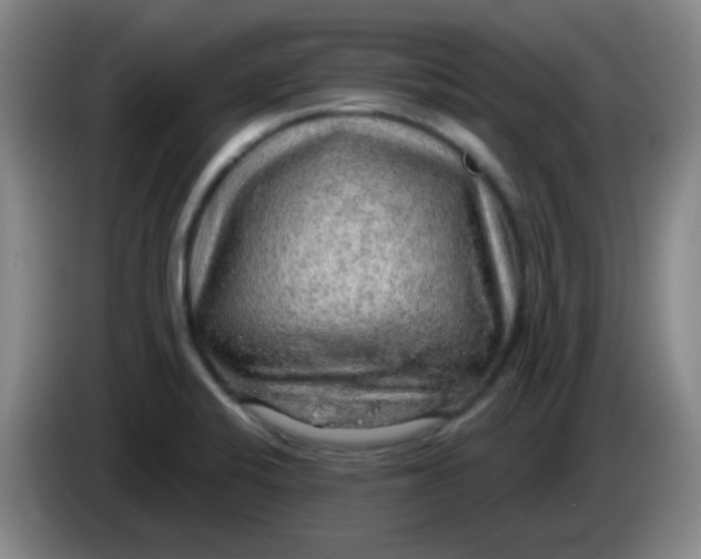 X0000085241424200703301738