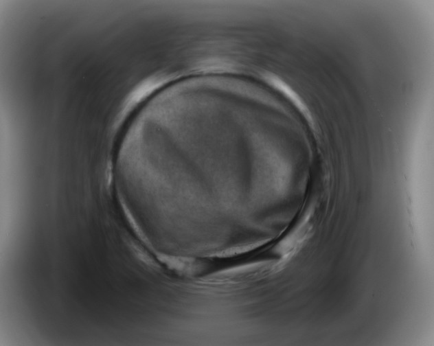 X0000085241461200703301737