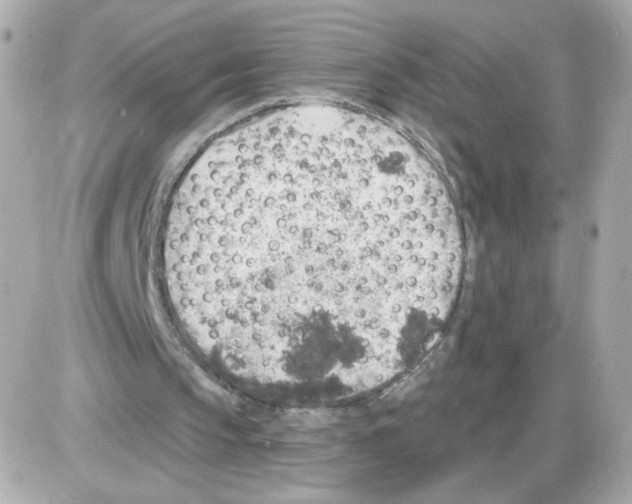 X0000085240145200704092032