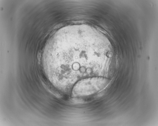 X0000085240171200704092032