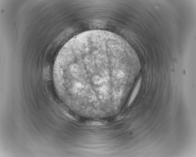 X0000085240224200704092031