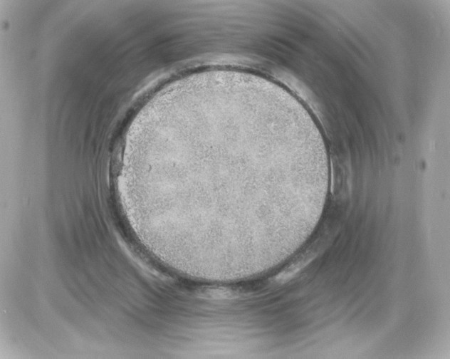 X0000085240253200704092030