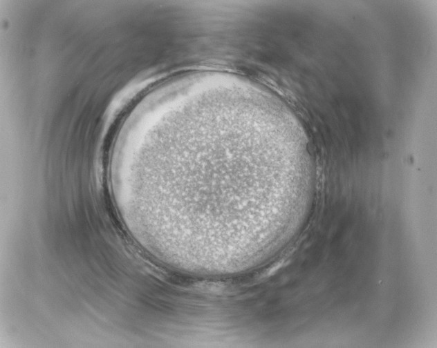 X0000085240294200704092030