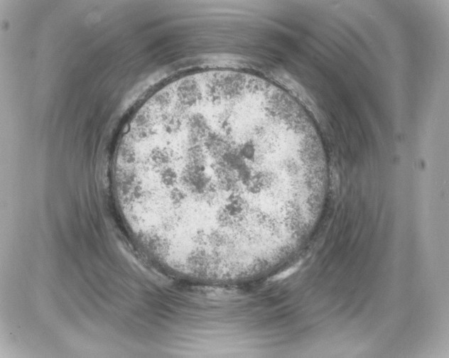 X0000085240347200704092029